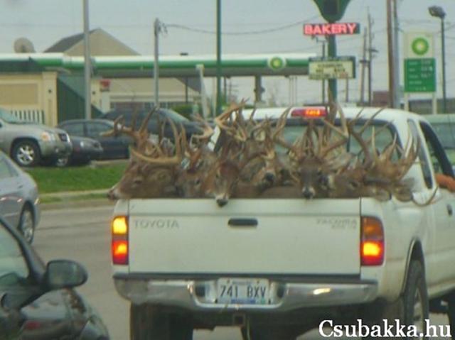 Állatok szállítása (3 kép) elvetemült állatok állatok szállítása Képek