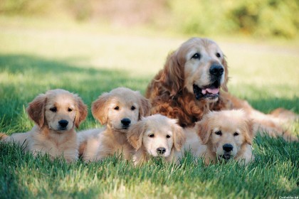Mother Dog and Puppies
