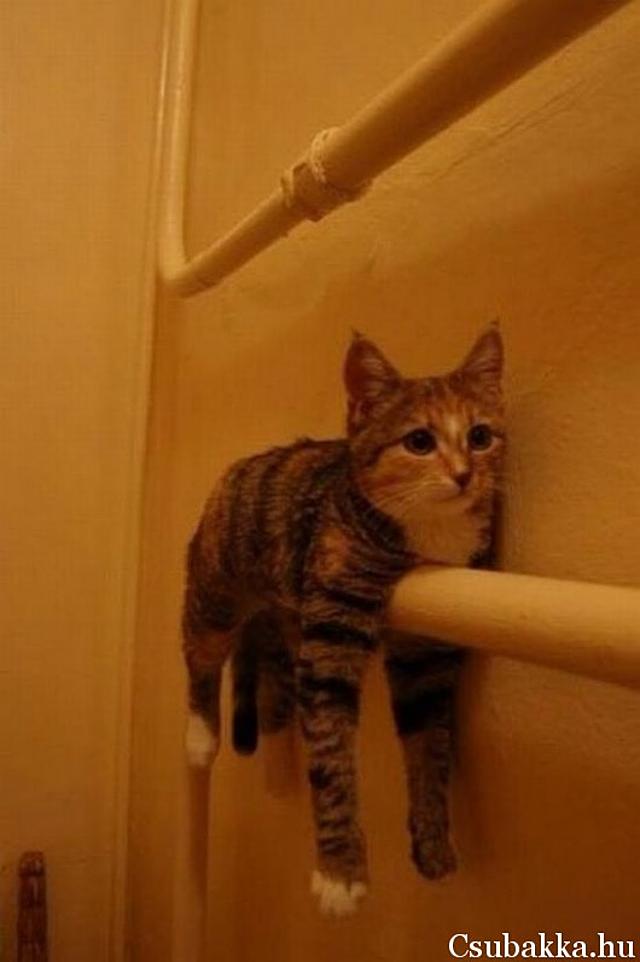 Csak lazán... kép radiátor állat macska fekszik csak lazán vicces