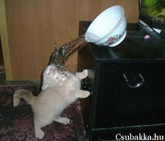 Rossz mozdulat mozdulat tál szekrény macska kiborul rossz víz