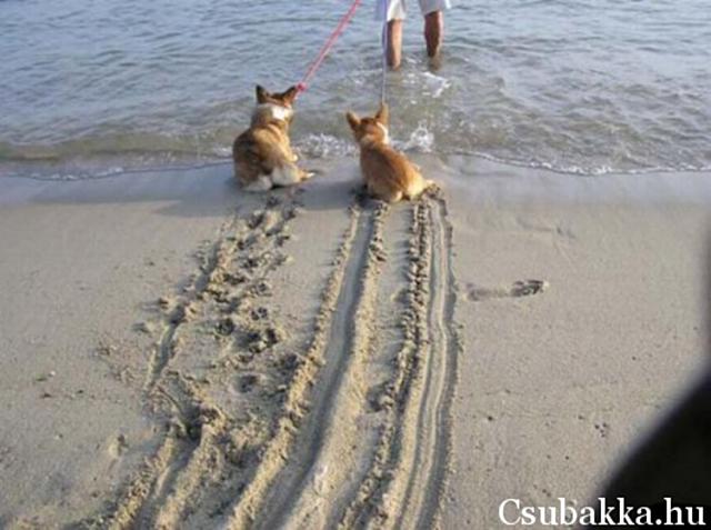 Féknyom homok féknyom vicces kutya nem akarja part kép