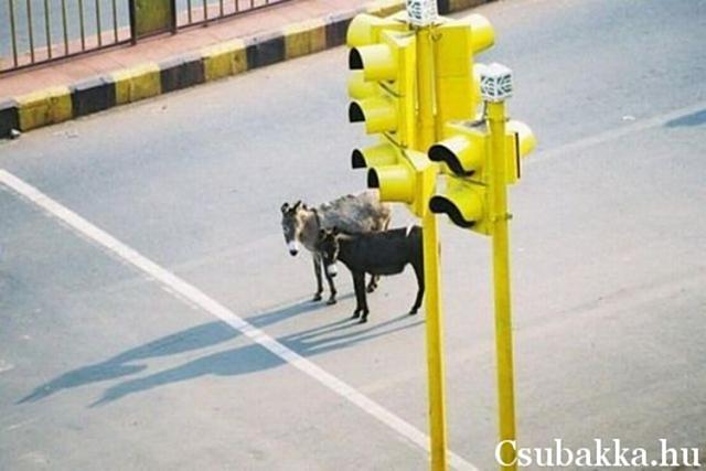 Szamár, aki KRESZ-t? lámpák betartják a kreszt szamár állatok kép vicces közlekedés kereszteződés