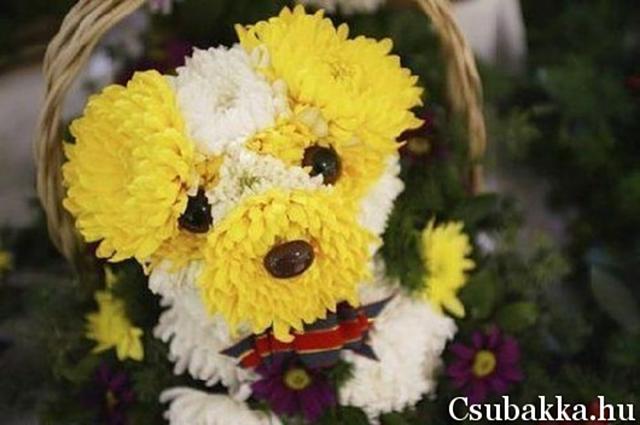 Virág kutya kép virágok virág kutya elképesztő érdekes ötletes kutya