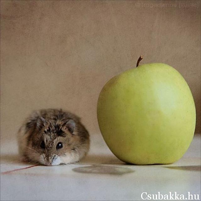 Cuki állatkák (4 kép) hörcsög cica mosómedve kölyök reggeli állatkák