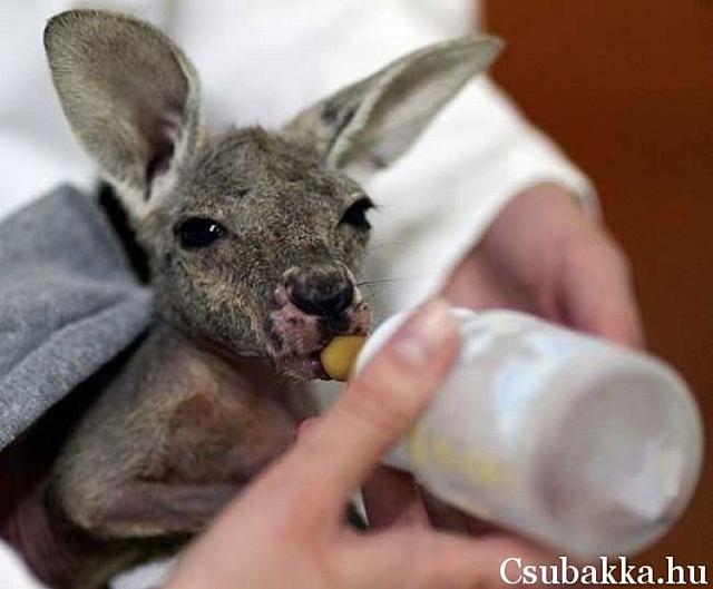Reggeli állatkák (4 kép) aranyos hattyú cica kenguru reggeli állatkák mosómedve
