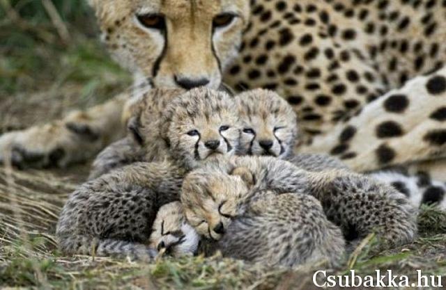 Reggeli állatkák (4 kép) aranyos gepárd cica reggeli állatkák csibe béka
