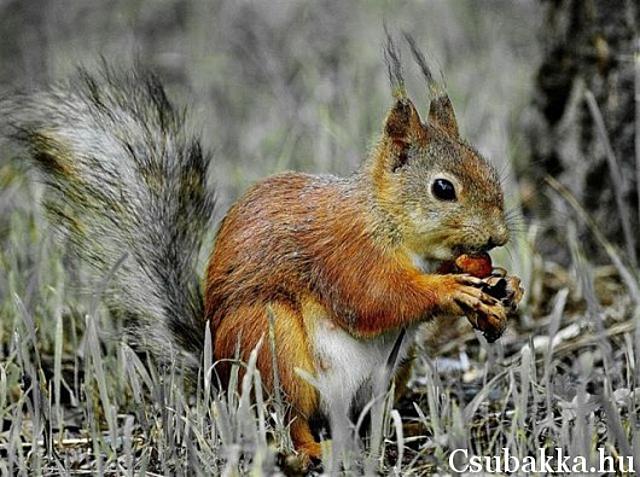 Reggeli állatkák cica reggeli állatkák mókus husky kutya puma