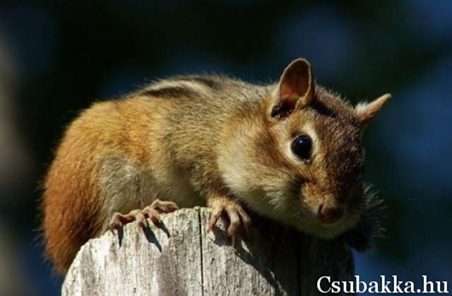 Cuki állatkák (4 kép) bagoly hattyú cica mókus reggeli állatkák