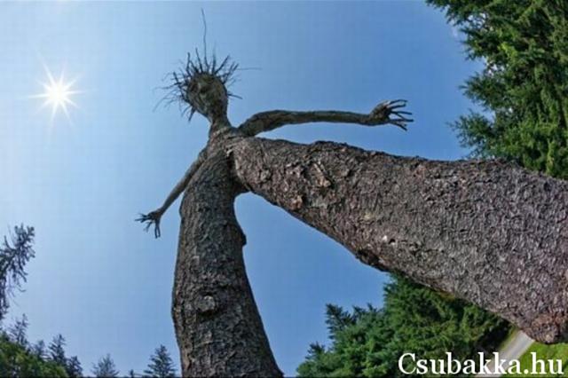 Érdekes fa különleges vicces fa alak kép érdekes