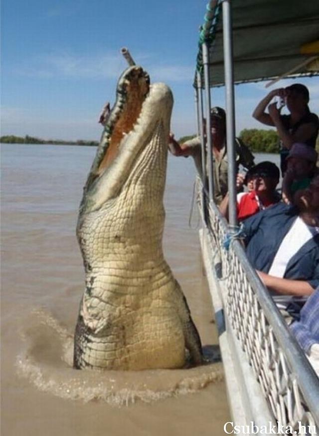 Házikedvenc hajó hatalmas krokodil elképesztő
