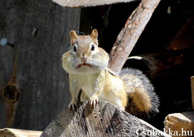 Reggeli állatkák (4 kép) denevér reggeli állatkák cica mókus kölyök