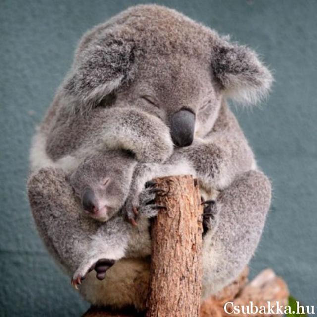Mai állatkák (4 kép) reggeli állatkák cica kacsa majom koala