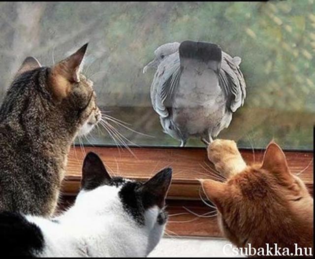 Pofátlanság macskák madár pofátlanság kép vicces