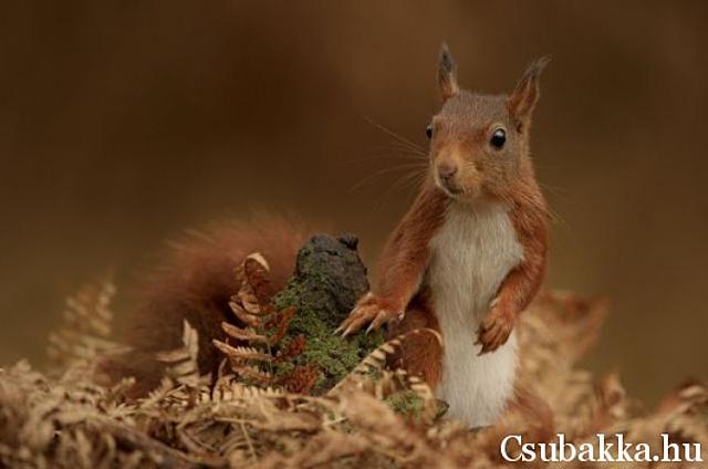 Cuki állatkák (4 kép) cica sziámi őz mókus gyík reggeli állatkák szarvas