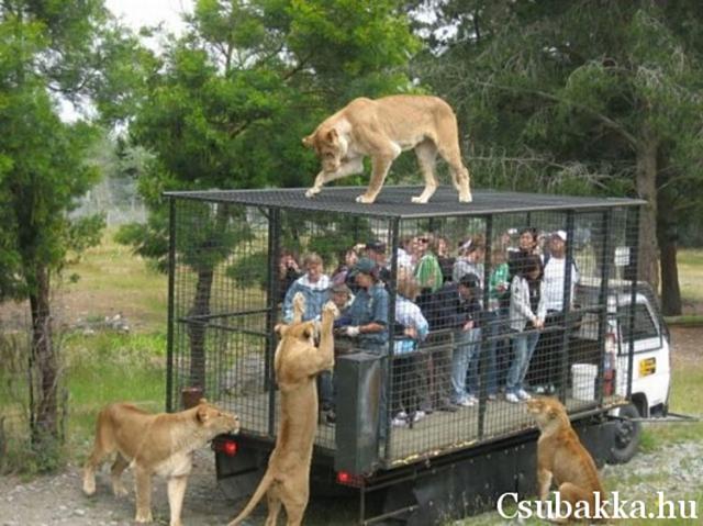 Állatkert, fordítva ketrec állatkert oroszlán ember
