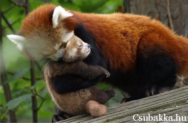 Cuki állatkák (4 kép) őzgida kutya cica vörös panda mókus reggeli állatkák