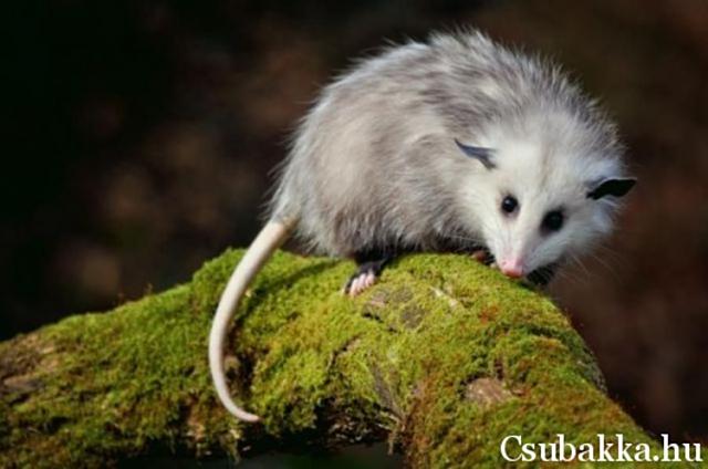 Reggeli állatkák (4 kép) cica reggeli állatkák oposszum