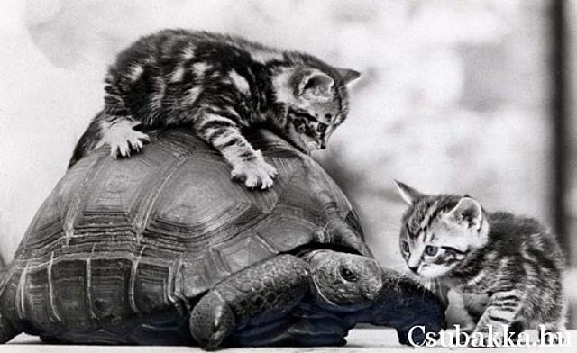Cuki állatkák (4 kép) reggeli állatkák bagoly cica őz teknős hörcsög