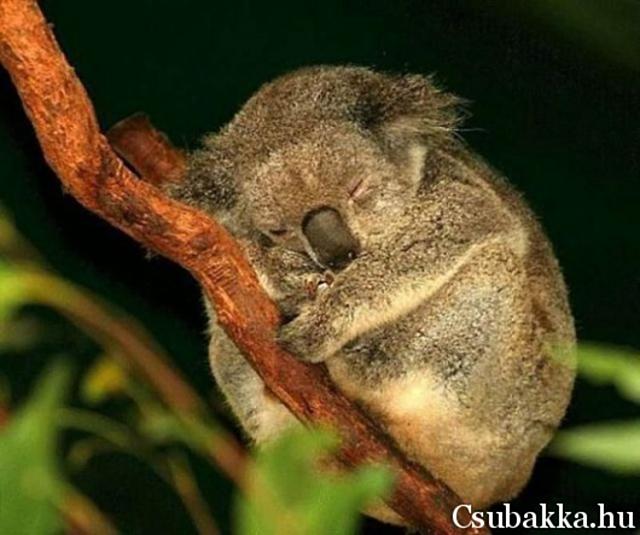 Cuki állatkák kutya állatkák cica koala vidra