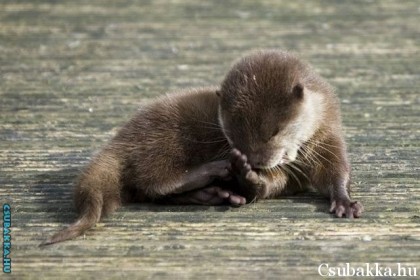 Baby Otter - Awww No