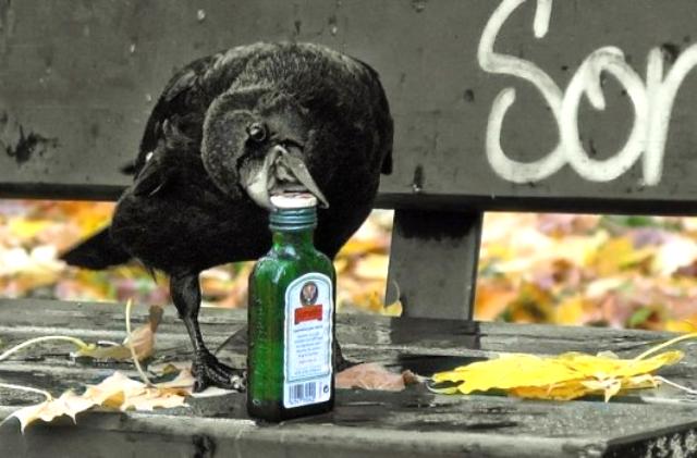 A túlélésért bármit kinyit ital pia elvetemült madár szesz