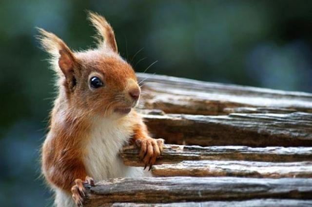 Reggeli állatkák (4 kép) mókus cica reggeli állatkák szurikáta