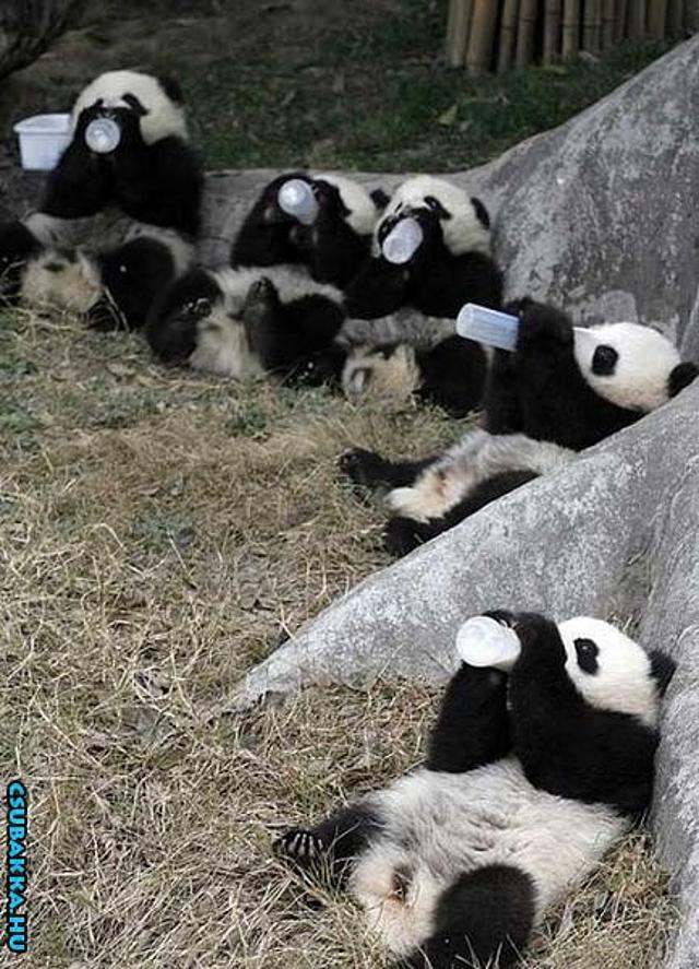 Reggeli állatkák (4 kép) borz cica panda reggeli állatkák