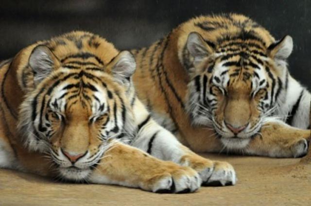 Cuki állatkák (4 kép) tigris reggeli állatkák cica kacsa szurikáta