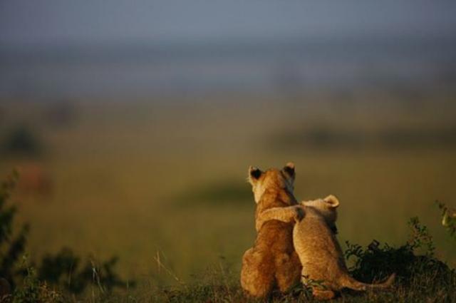 Cuki állatkák (4 kép) cica mókus vöröspanda reggeli állatkák oroszlán