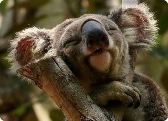Reggeli állatkák (4 kép) egér koala reggeli állatkák cica kutya