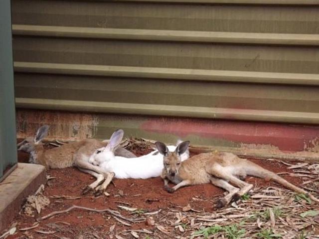 Reggeli állatkák (4 kép) reggeli állatkák hörcsög cica kutya nyuszi kenguru