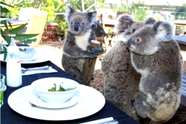 Reggeli állatkák (4 kép) cica kutya mókus reggeli állatkák koala