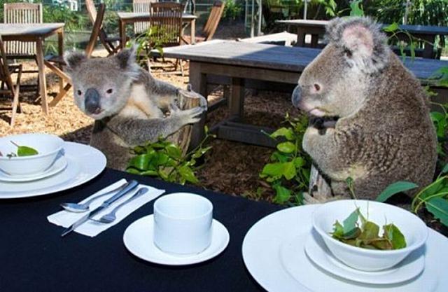 Reggeli állatkák (4 kép) cica reggeli állatkák oroszlán koala kutya