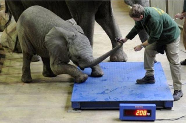 Nem szeretné elefánt nem akarja mérés nem szeretné