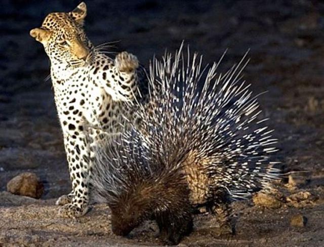 Reggeli állatkák (4 kép) leopárd cica kutya sün reggeli állatkák mókus