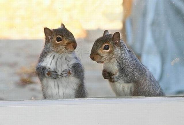 Reggeli állatkák (4 kép) nyuszi reggeli állatkák cica kutya mókus