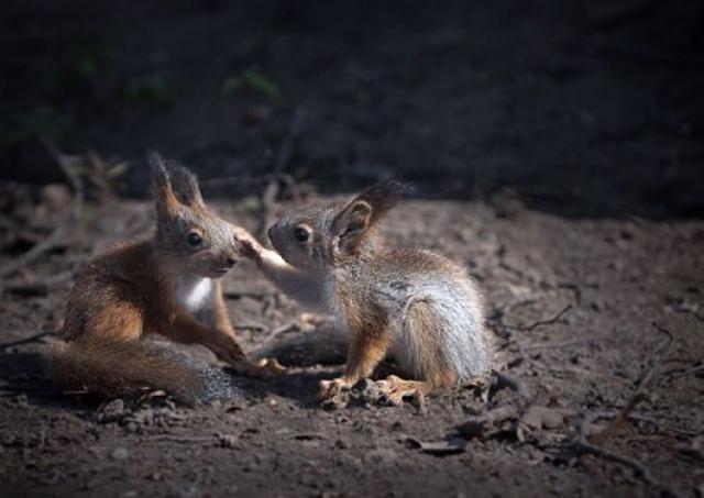 Reggeli állatkák (4 kép) kutya mókus cica madár reggeli állatkák