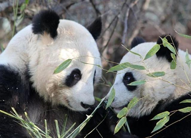 Reggeli állatkák (4 kép) csibe reggeli állatkák panda orrszarvú cica