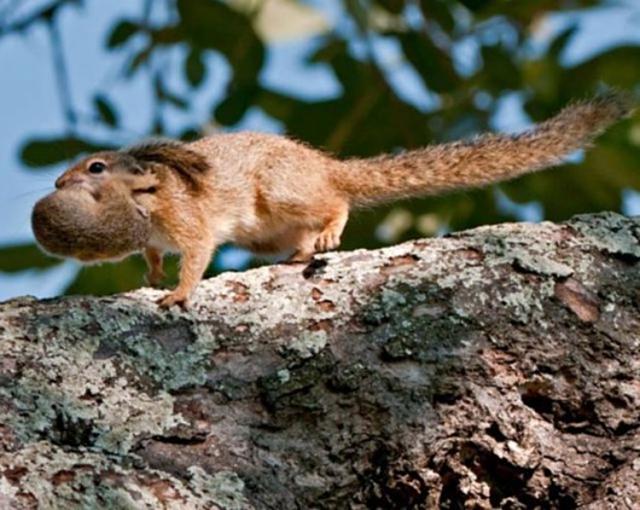 Cuki állatkák (4 kép) mókus reggeli állatkák kutya