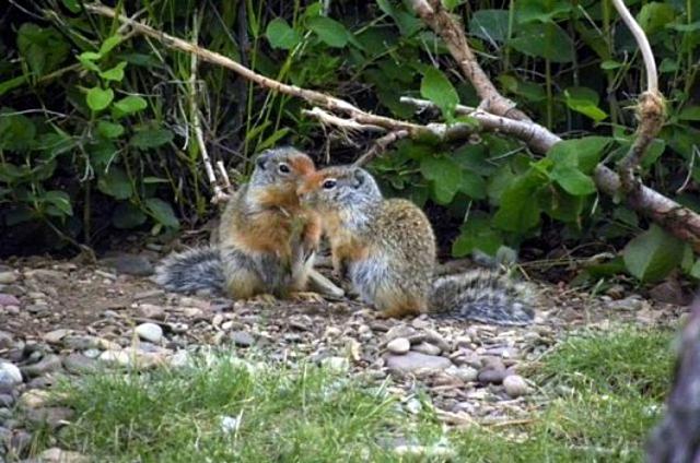 Állatkák délutánra (4 kép) kutya sündisznó cica állatkák mókus