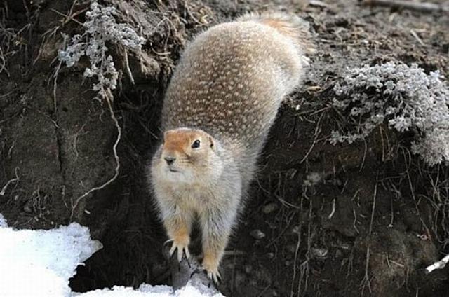 Reggeli állatkák (4 kép) reggeli állatkák cica nyuszi mókus kutya