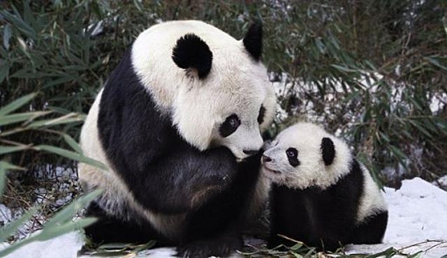 Reggeli állatkák (4 kép) mókus cica reggeli állatkák panda