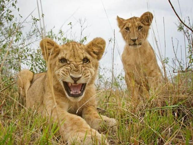 Reggeli állatkák (4 kép) oroszlán cica reggeli állatkák béka fóka