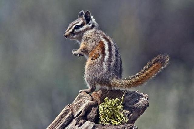 Reggeli állatkák (4 kép) mókus cica reggeli állatkák kutya maki
