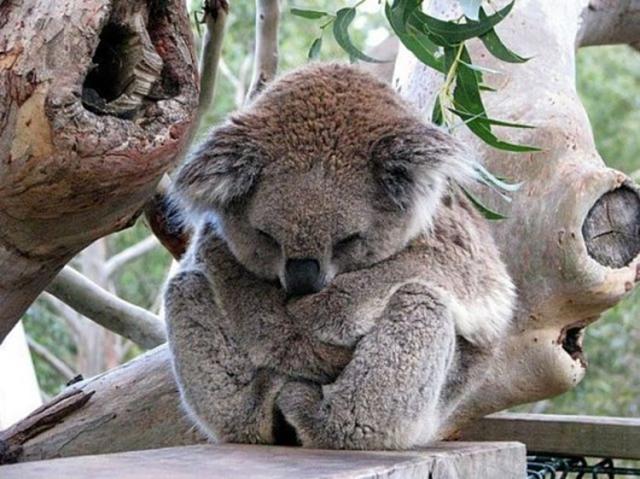 Cuki állatkák (4 kép) kutya malac koala reggeli állatkák cuki cica