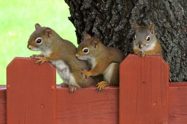 Cuki állatkák (4 kép) mókus kutya reggeli állatkák cica nyuszi
