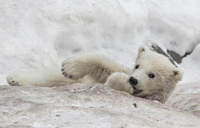 Reggeli állatkák (4 kép) cica gyűrűs farkú maki reggeli állatkák préri farkas jegesmedve