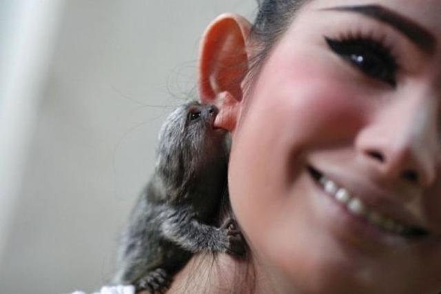 Fülbevaló fülbevaló fül állat beleharap cuki aranyos