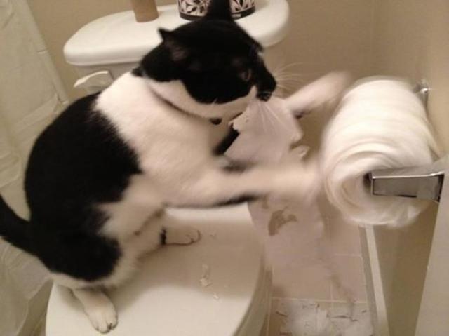 Így lehet lekötni egy macskát kép wc-papír játszik így lehet lekötni macska