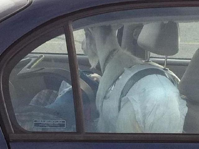Rossz a szülő, pelenka van, gyermekülés nincs! :D bepelenkázva kecske kép kecske szállítás kocsiban vicces